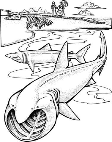 Two Basking Sharks Coloring Page